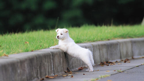 Белый щенок