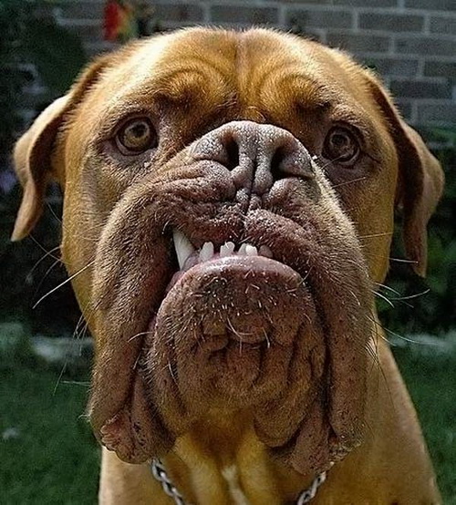 Смешные фото собак
